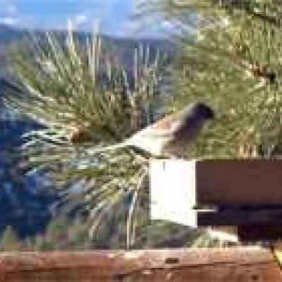 Wolffbirds Darkeyedjunco Small