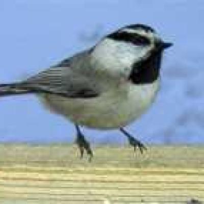 Wolffbirds Mtnchickadee Small