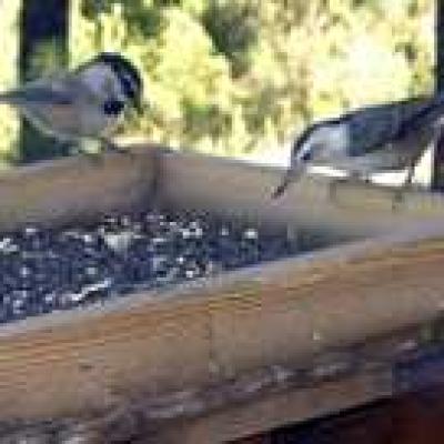 Wolffbirds Mtnchickadeeandwhitebreastednuthatch Small