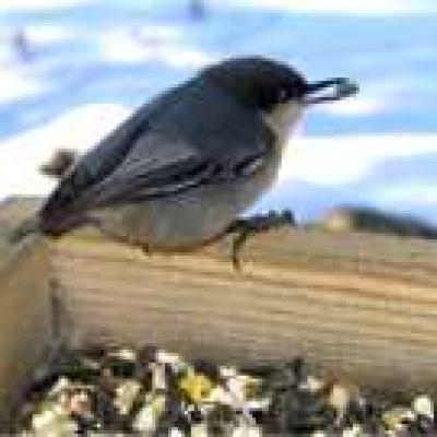 Wolffbirds Pygmynuthatch Small