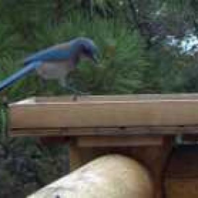 Wolffbirds Scrubjay Small
