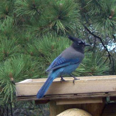 Wolffbirds Stellersjay